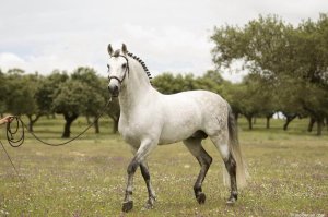 andalusian