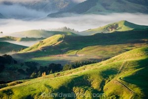 Misty Farmland near Martinborough, Wairarapa, North Island, New Zealand